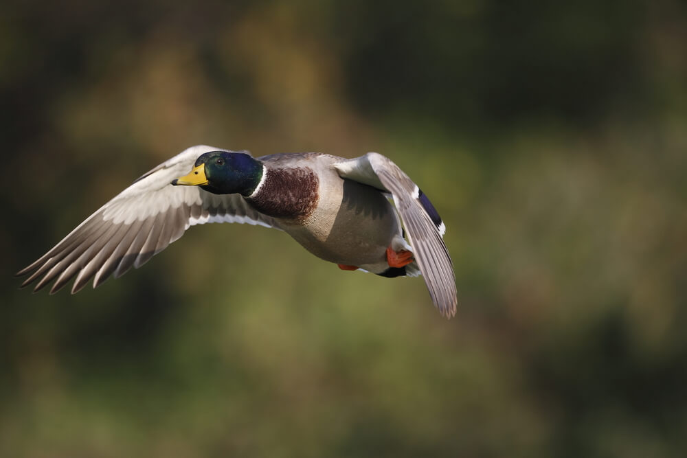 Mallard duck flying - Waterfowl brine recipe