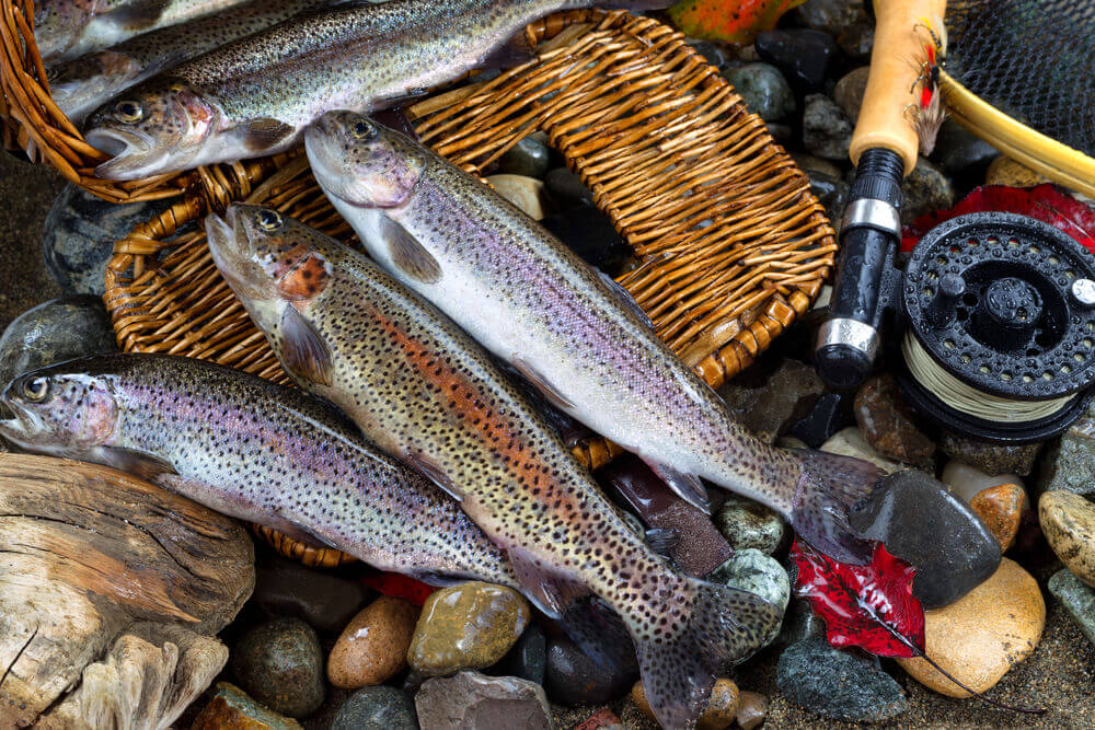 Fly fishing Sierra trout : r/troutfishing